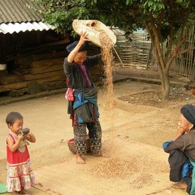 Dzao people clearing rice crop - TamDuong 1997