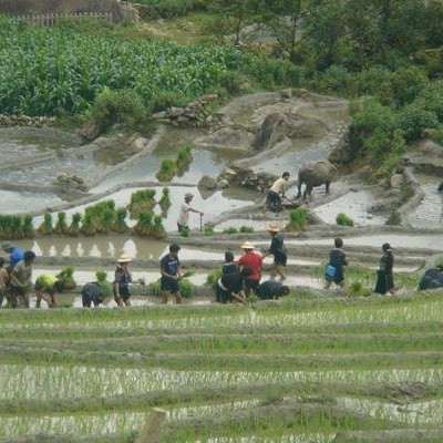 Hmong people planting rice - Sapa