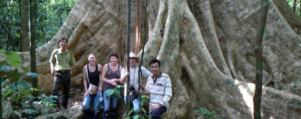 CatTien national park trekking to giant Tetrameles nudiflora tree.