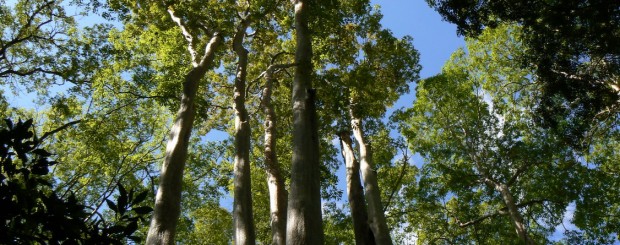 Lagerstroemia forest - CatTien national park