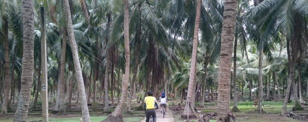 Cycling under coconut canopy MoCay BenTre