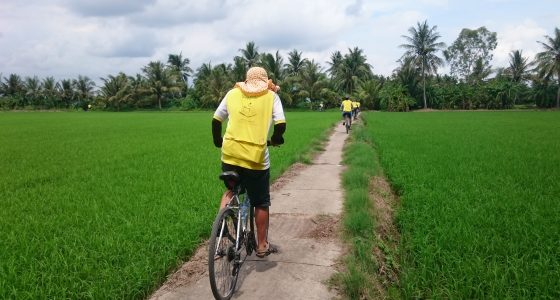 Cycling through rice paddy in TraVinh